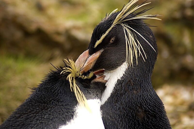 File:Rockhopper Penguins preening.jpg