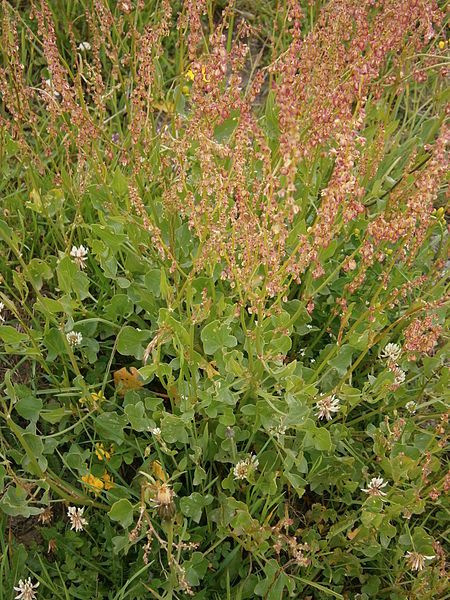 File:Rumex scutatus02.jpg