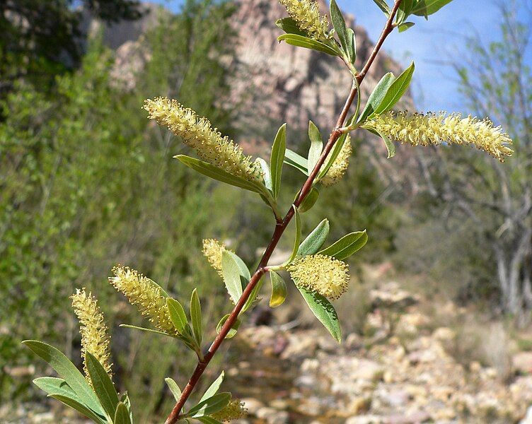 File:Salix gooddingii 1.jpg