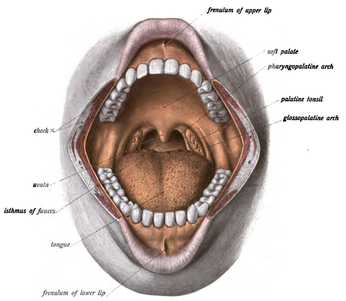 File:Sobo 1906 326.png