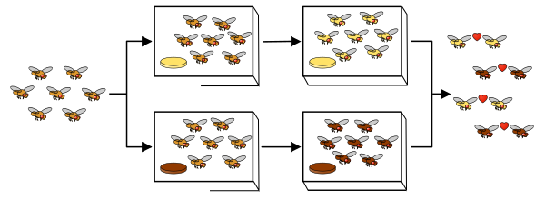 File:Speciation experiment.svg