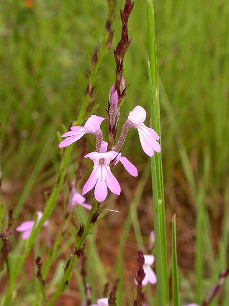 File:Striga bilabiata MS4167.jpg