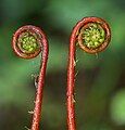 Young fern unfurling