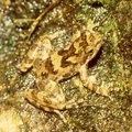 Image 22Eungella torrent frog Taudactylus eungellensis Myobatrachidae Australia (from Torrent frog)