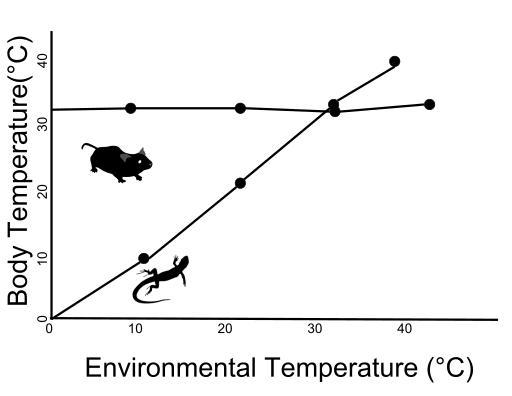 File:Thermal Regulation Graph.svg