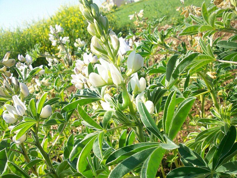 File:Thymus baeticus.jpg