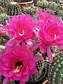 Trichocereus (Echinopsis)