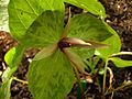 Trillium ludovicianum