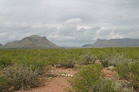 Yucca, creosote, buffalo gourd, and mesquite typify the plants in the Chihuahuan Desert