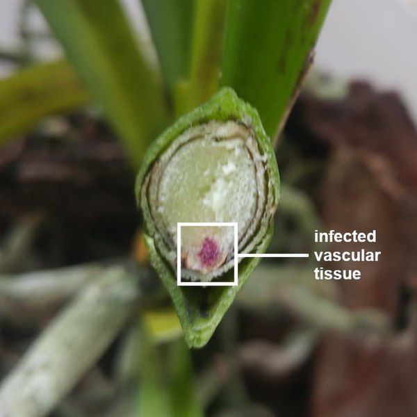 File:Vanda stem infection.jpg