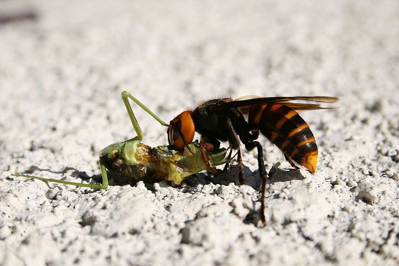 File:Waspfeedingonmantis.jpg