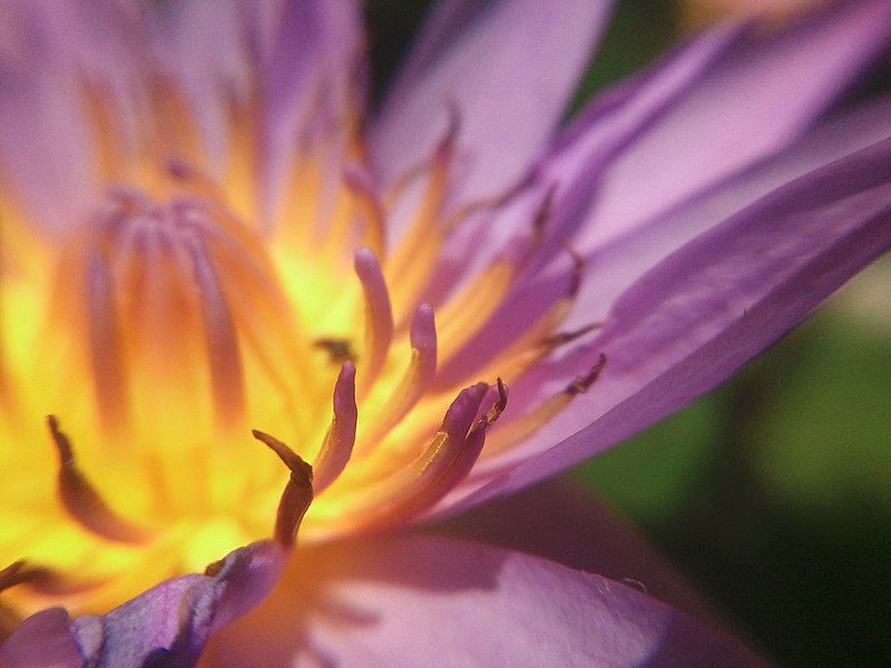 File:Water lily details.jpg