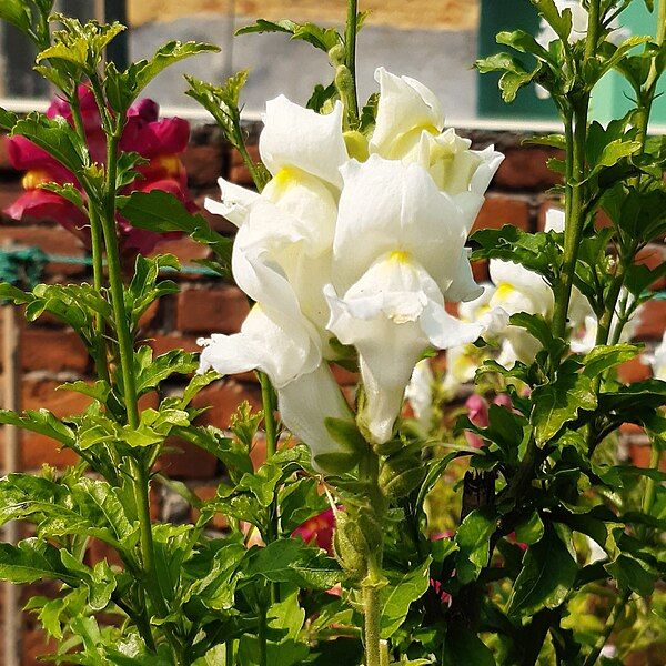 File:White-Snapdragon-Flower(Antirrhinum majus) 04.jpg