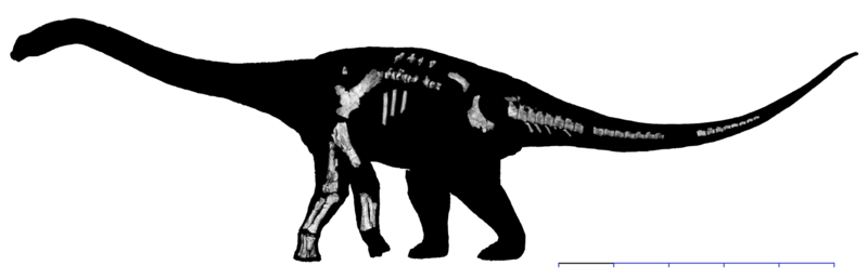 File:Wintonotitan wattsi.png