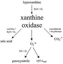 A diagram illustrating many of the pathways catalyzed by xanthine oxidase.