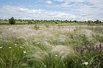 Yelanets Steppe Nature Reserve