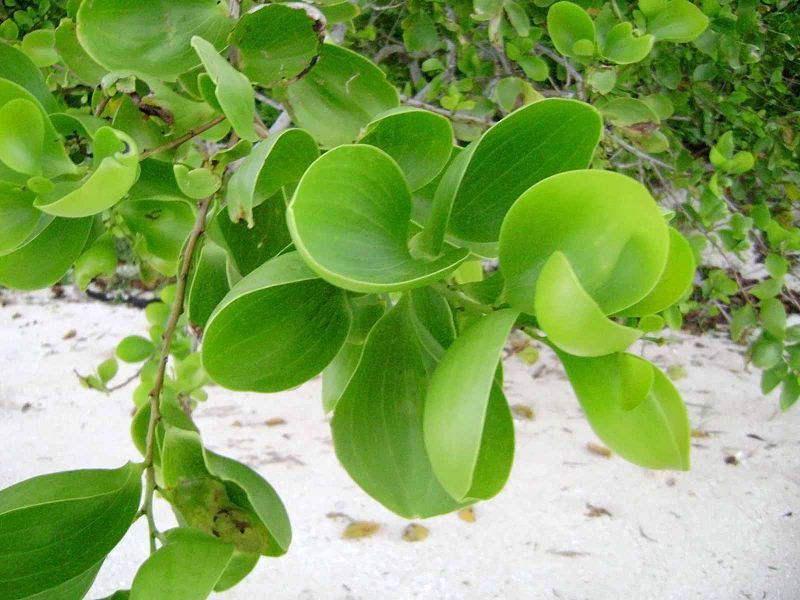 File:Acacia simplex, leaves.jpg