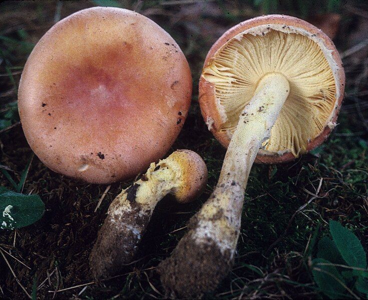 File:Amanita wellsii 72536.jpg