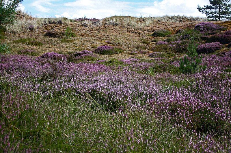 File:Amrum (187753235).jpeg