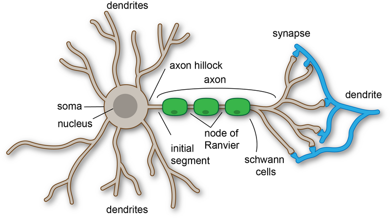 File:Anatomy of neuron.png