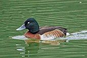 A wintering male Baer's pochard photographed in Wuhan, China.