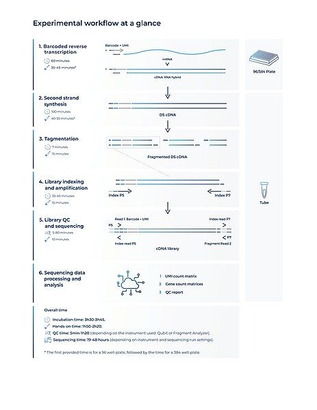 File:BRB-seq workflow.jpg