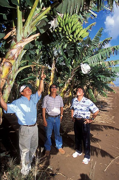 File:Banana trees.jpg