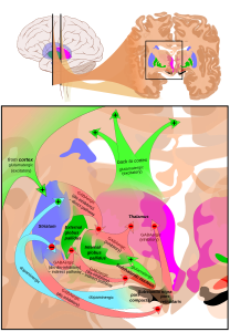 Basal ganglia circuits, by Mikael Häggström (based on images by Andrew Gillies and Patrick J. Lynch)