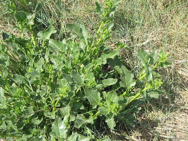 File:Beta vulgaris maritima01.jpg