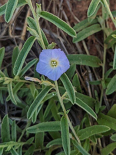 File:Bonamia oblongifolia.jpg