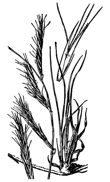 File:Bouteloua eriopoda HC-1950.png