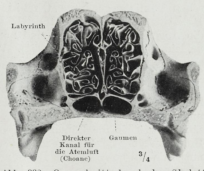 File:Braus 1921 332.png