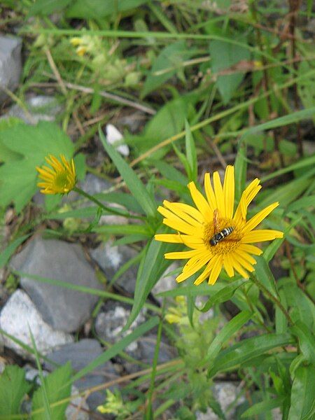 File:Buphthalmum salicifolium001.jpg