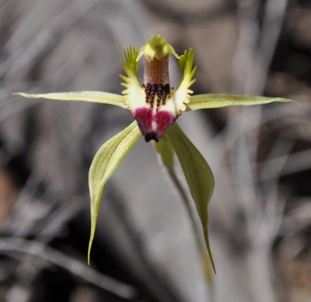 File:Caladenia stricta.jpg