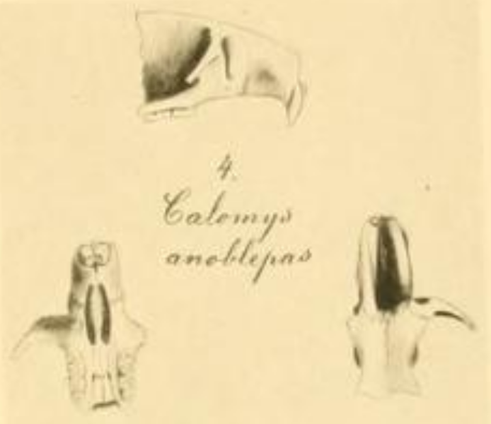 File:Calomys anoblepas Winge.png