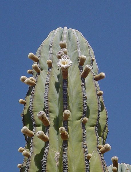 File:Cardon in flower.jpg