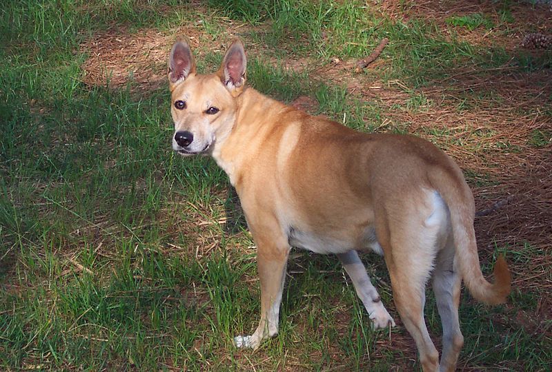 File:Carolina dog 3-13-13.jpg