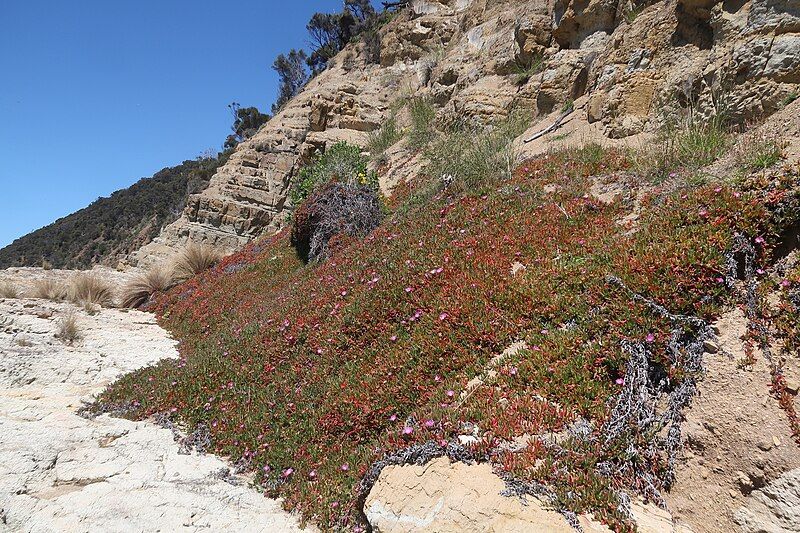 File:Carpobrotus rossii 171013668.jpg