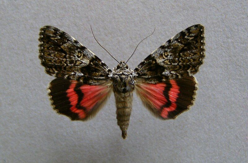 File:Catocala promissa.jpg