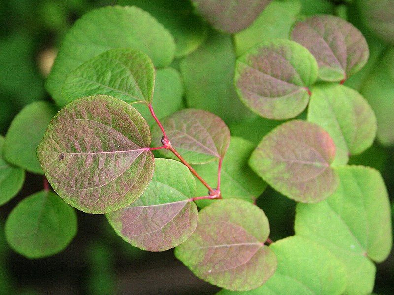 File:Cercidiphyllum japonicum JPG01b.jpg