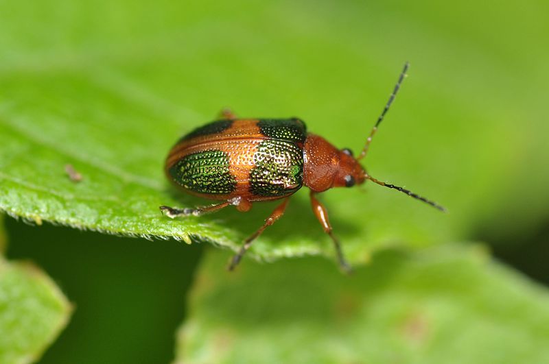 File:Chalcophana sp. (14382621860).jpg