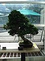 Bonsai