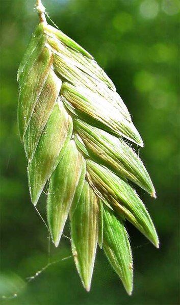 File:Chasmanthium latifolium-spikelet.jpg