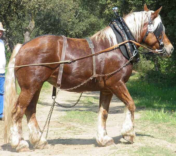 File:Cheval de Trait.JPG