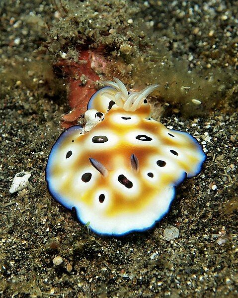 File:Chromodoris leopardus2.jpg