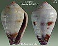 Conus coffeae Gmelin, J.F., 1791