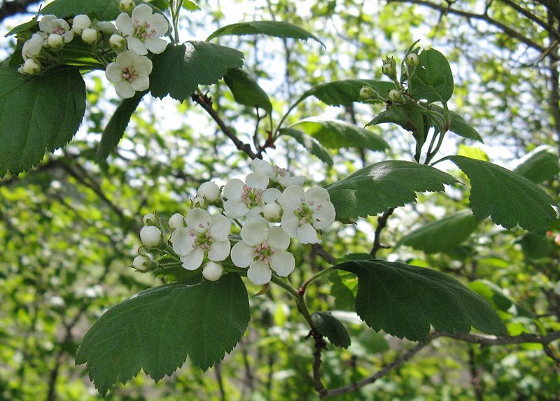 File:Crataegus phippsii 1.jpg