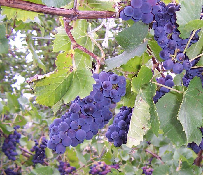 File:Dark wine grapes.jpg