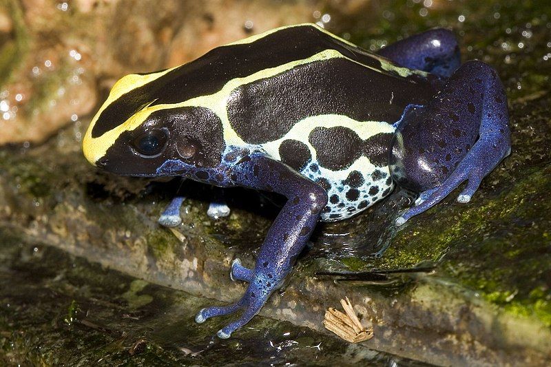 File:Dendrobates.tinctorius.7037.jpg