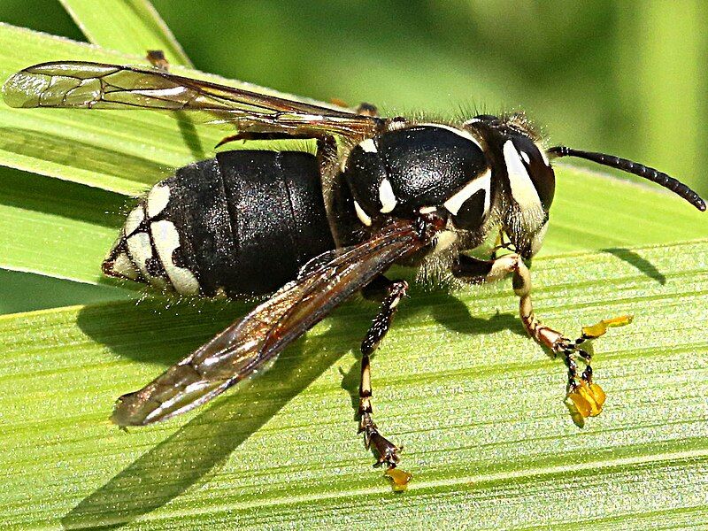 File:Dolichovespula maculata-pollinia.jpg